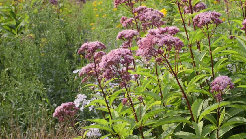 Header of eupatorium