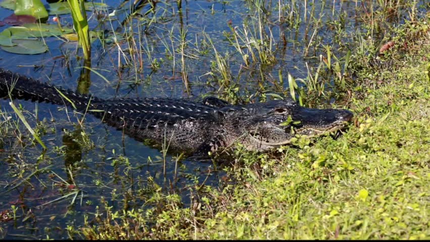 American Alligator Crawls Out of Stock Footage Video (100% Royalty-free ...