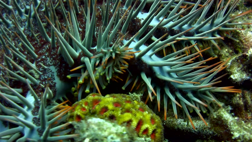 Header of Acanthaster planci