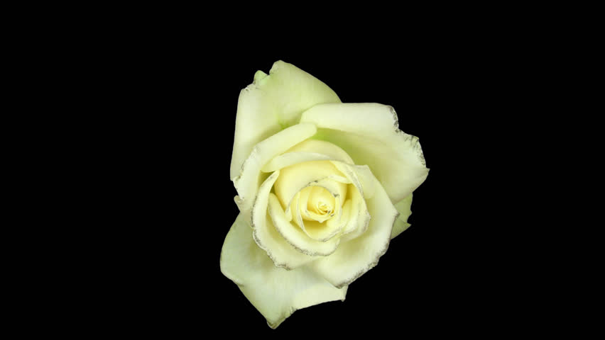 Rotation Of Pink Roses With Dew On A Black Background. Stock Footage ...
