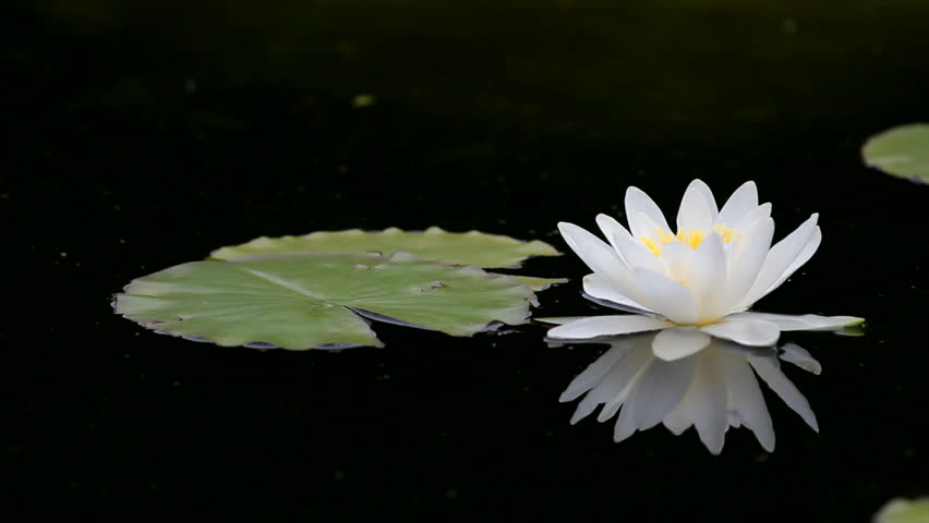 Splendid Scenery White Waterlily Flowers Green Leaves And Black Gorgeous View Lonely White Water Lily Mirror In Black Hd Stock Footage Clip
