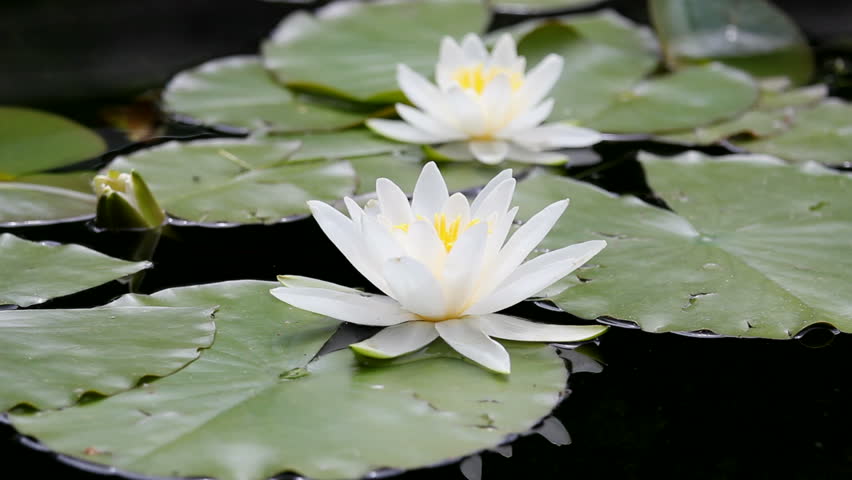 Water Lily Flower Images Wallpaper For You