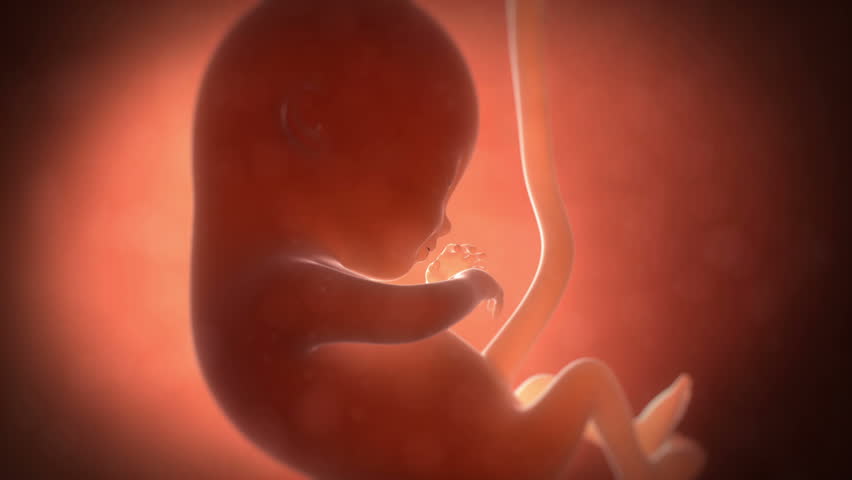 Pregnancy Week By Week Animation
