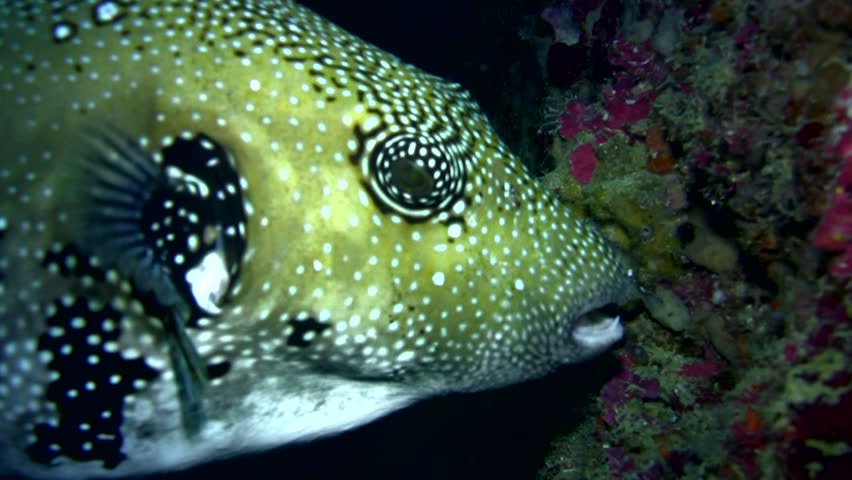 Close Up Of The Giant Spotted Puffer Fish In The Deep Blue Of The Coral ...