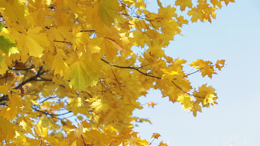 Image result for yellow maple leaves