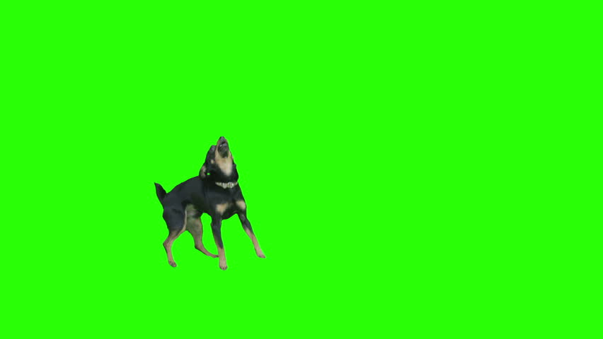 Green Screen Background Stock Footage Video | Shutterstock