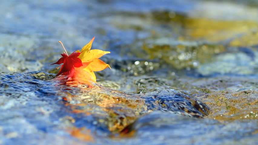 Multicolored Autumn Leaves Floating On Stock Footage Video 100