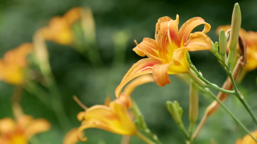 Tiger Lilies In A Flower Stock Footage Video 100 Royalty Free Tiger Lilies In A Flower Stock Footage Video 100 Royalty Free 5112209 Shutterstock