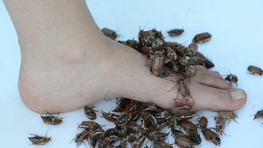 Barefoot Ant Crush