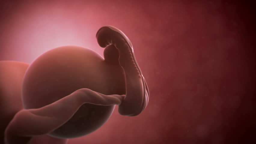 Header of fetus