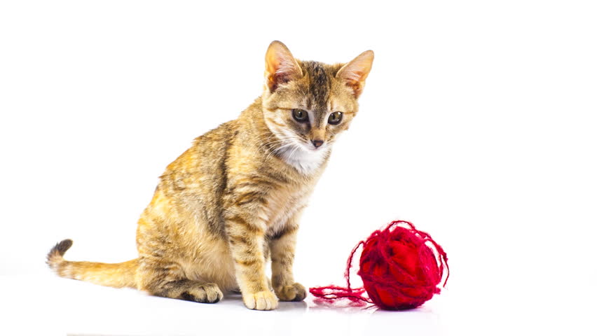 cat playing with wool