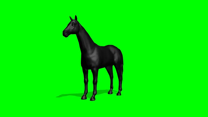 Black Horse Trots Animation - Animal Green Screen Video Footage Stock ...