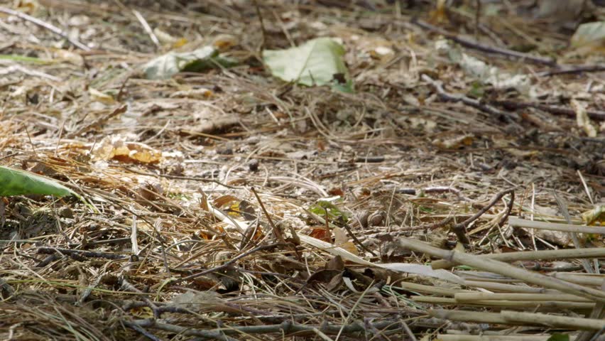 Header of skitter