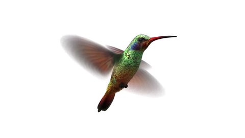 Humming Bird Looped 3d Animation Alphamatte Stock Footage Video (100%  Royalty-free) 5562029 | Shutterstock