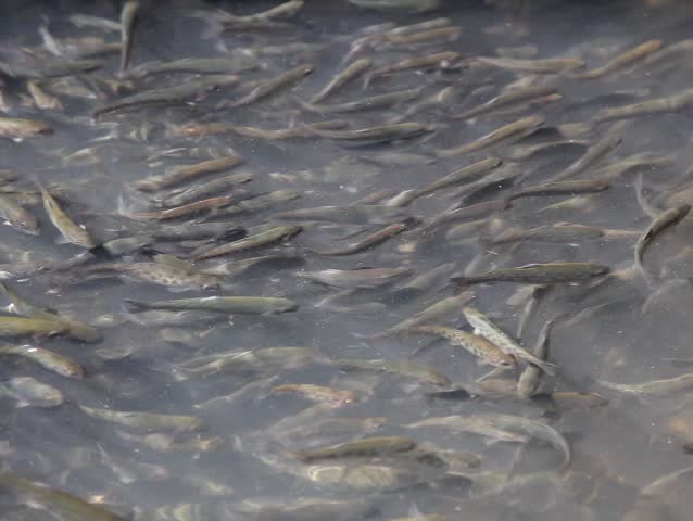 Stock video of moving fish crowd video | 563599 | Shutterstock