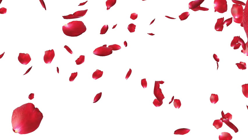 Rose Petals Falling, Against White Stock Footage Video (100% Royalty