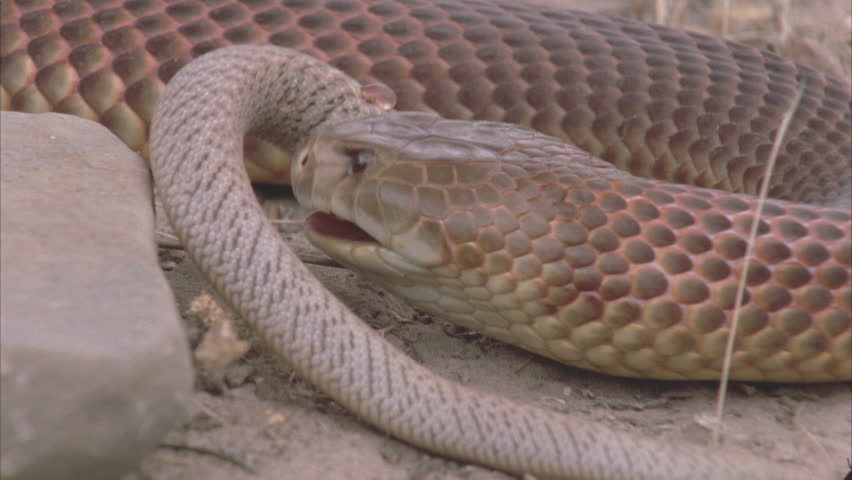 King Brown Snake Approaches Inland Taipan Snake Stock Footage Video ...