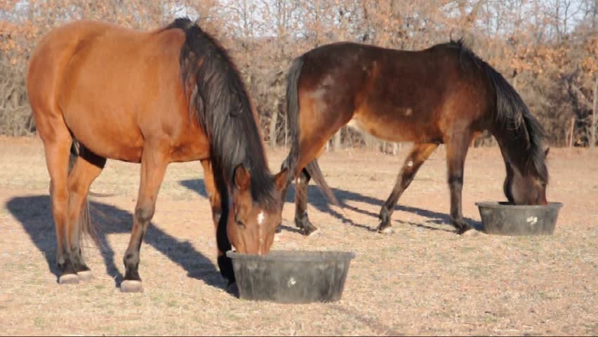 Two Arabian Horses Eating Their Stock Footage Video 100