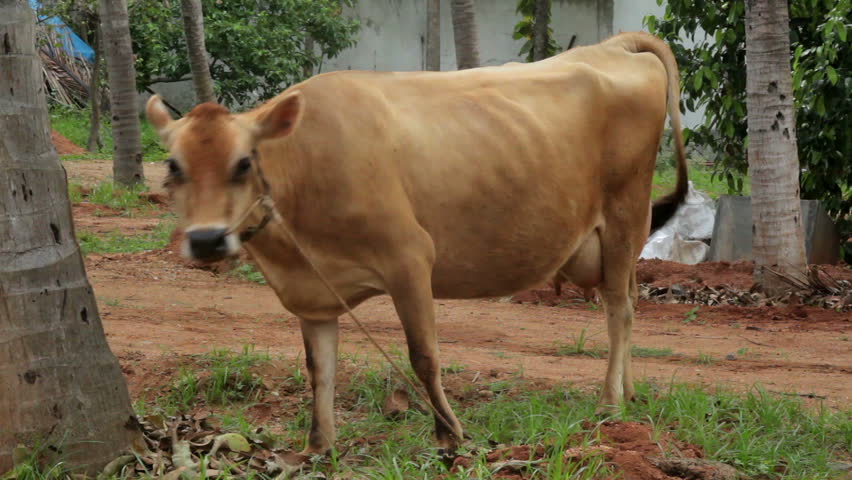 cow in india hd image के लिए इमेज परिणाम