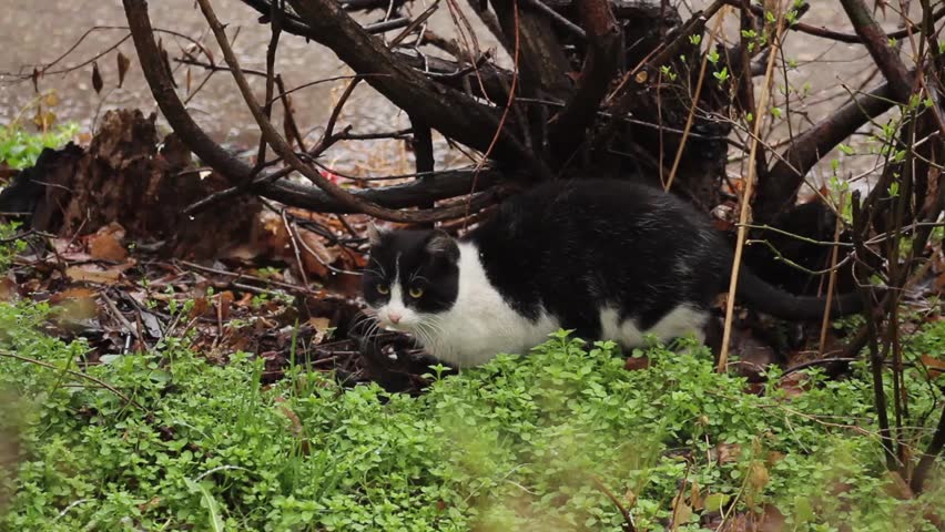 Black Cat stalking and preying image - Free stock photo - Public Domain ...