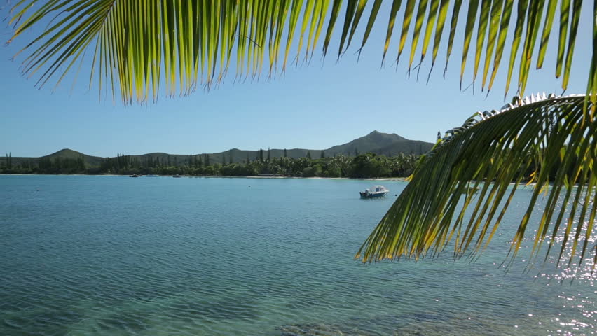 Palm Tree Leaves Wave in Stock Footage Video (100% Royalty-free