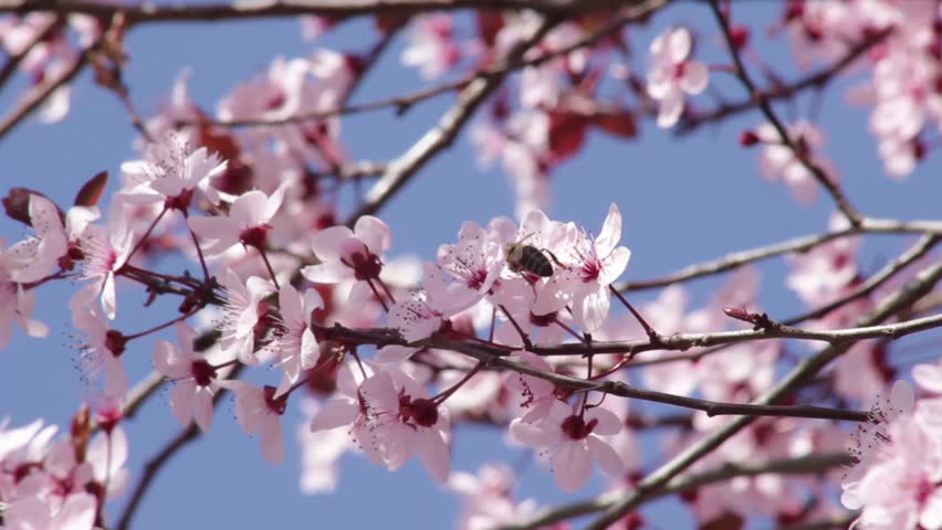 Sakura Trees Pink Anese Cherry Blossom Fruit Shinjuku Gyoen Beautiful Blossomed Tree Branches With Pink Flowers Wind Ing Sunny Day Spring