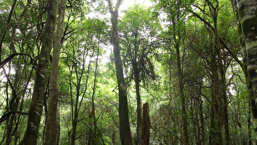 Old Growth Rainforest - Australian Landscape. This Rainforest Landscape ...