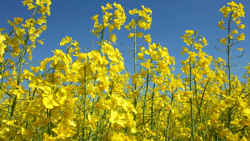 Eed In Agriculture Field View Yellow Rape On Cultivated Land Track Along Yellow Oil Seed Rape Crop Flowers Ing In The Wind Northamptonshire England Uk