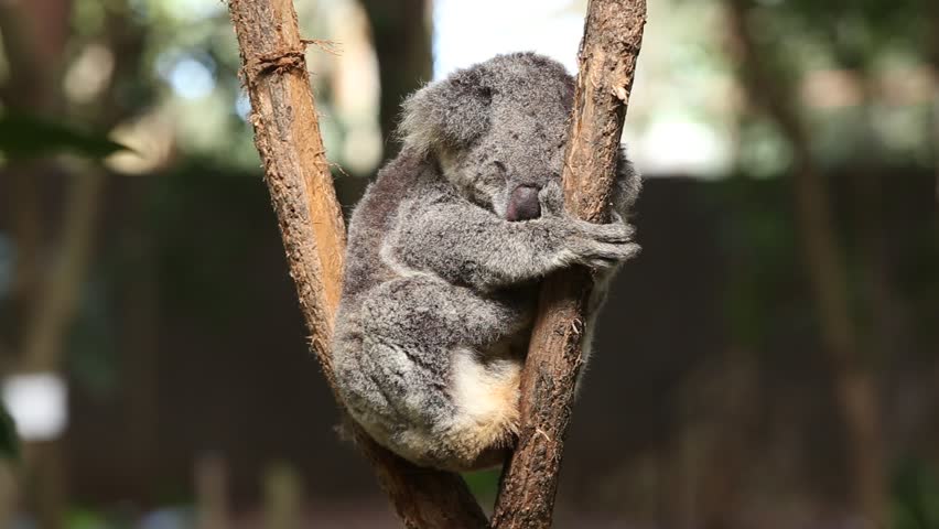 Koala Bear On Tree Branch Stock Footage Video 100 Royalty Free