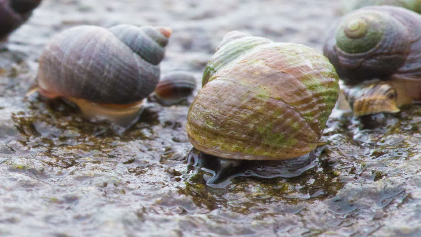Yellow Sea Snail On The Move, Iceland Stock Footage Video 6319418 ...