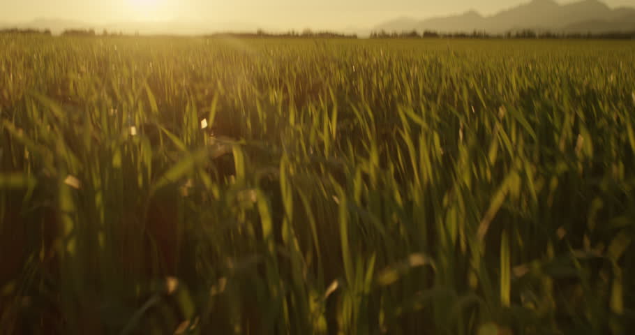 Corn Plant Stock Footage Video | Shutterstock