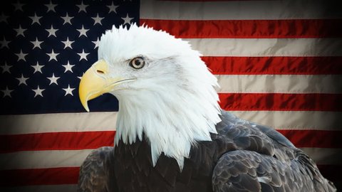 American Bald Eagle Haliaeetus Leucocephalus National Stock Footage Video  (100% Royalty-free) 6315029 | Shutterstock