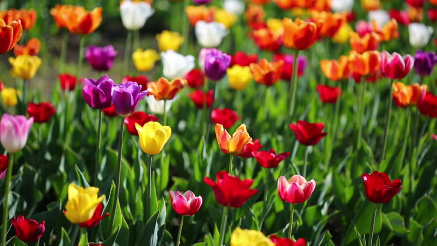 Stock video of field of blooming different color tulips | 6385229 ...