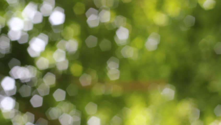 free green leaf blurred hd wallpaper backgrounds