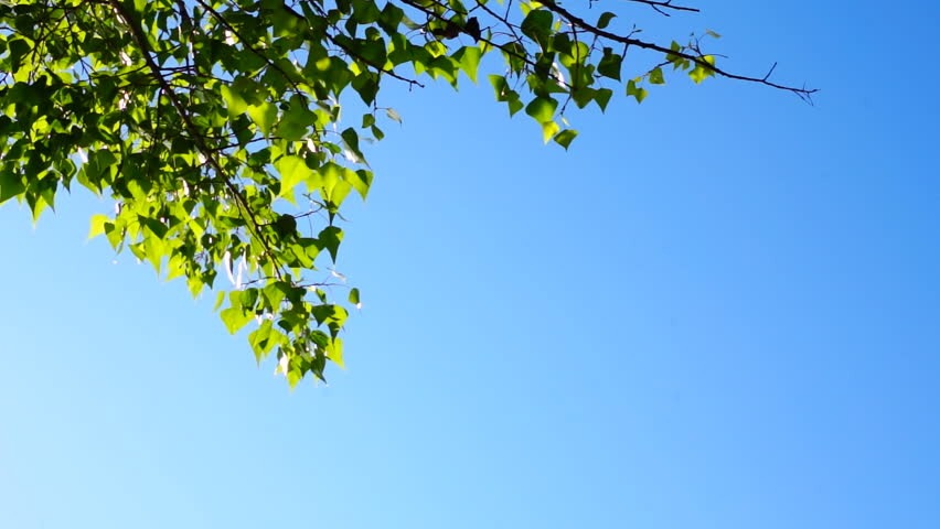 Wind Blowing Leaves And Sky Leafs On The Wind. Stock Footage Video ...