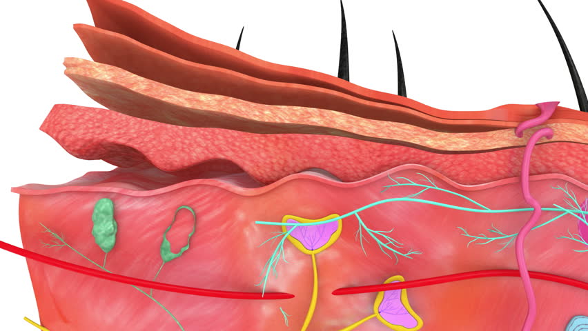 Header of anatomy