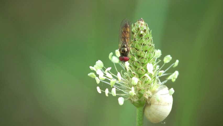 Small fly