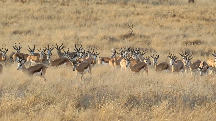 Herd Of Waterbuck (Kobus Ellipsiprymnus) Running In Open Grassland ...