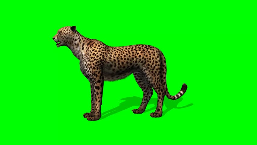 cheetah 3d screen shots cheetah 3d screen shots