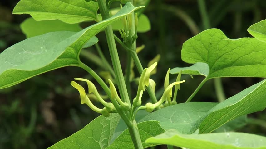 Aristolochia Clemais European Birthwort Zoom In This Plant Aristolochia Clemais European Birthwort Close Up Zoom Out This Plant With