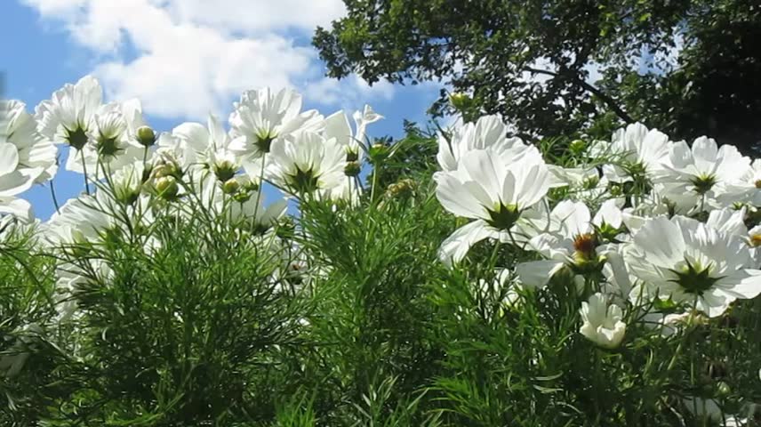 Cosmos Flowers Landscape With Beautiful Stock Footage 100 Cosmos Flowers Landscape With Beautiful And Trees Of Summer Day