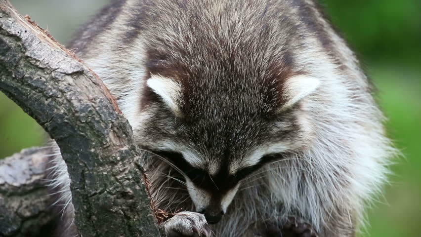 Header of racoon