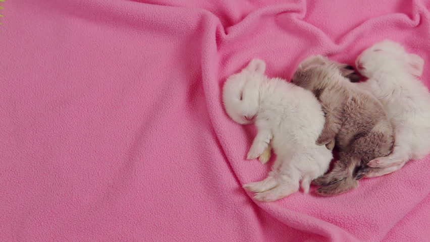 Three Little Cute Rabbits On Stock Footage Video (100% Royalty-free ...