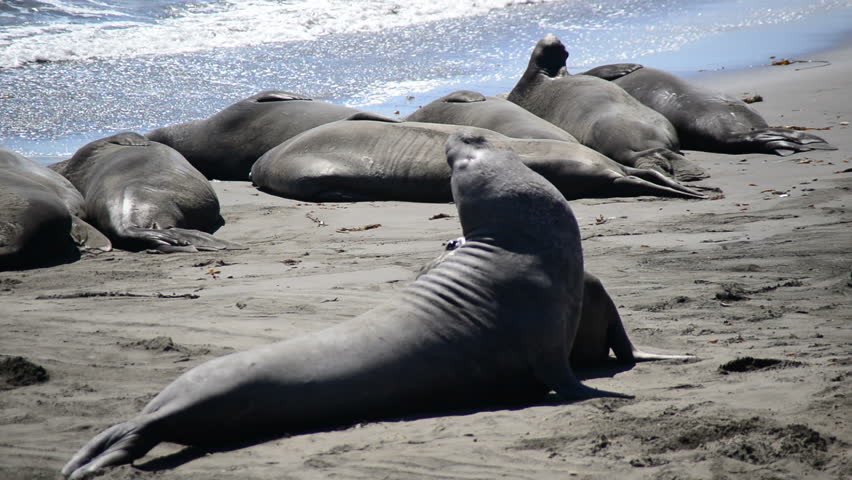 Elephant Seal Beach - San Stock Footage Video (100% Royalty-free