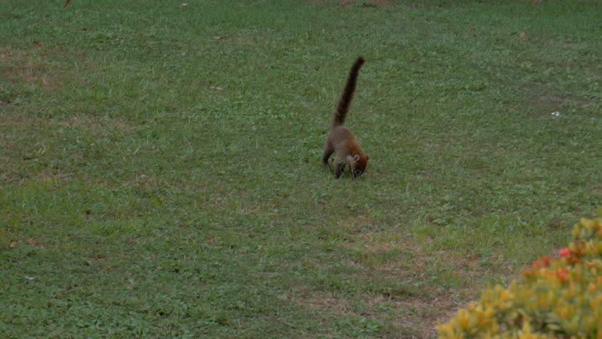 Header of coati