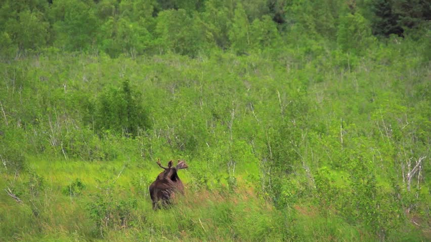 Header of Alaskan Moose