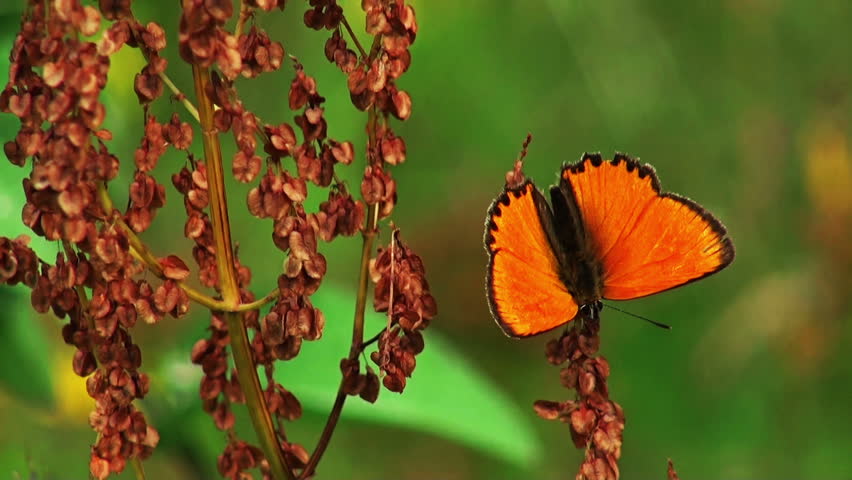 Header of heodes