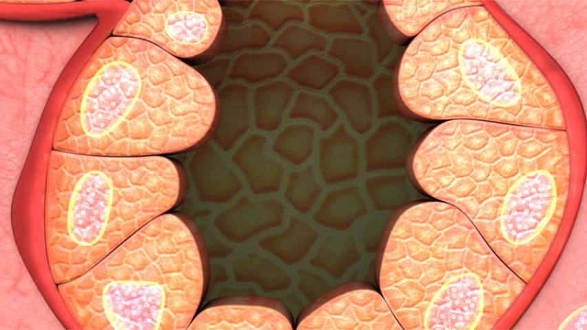 Header of multicellular