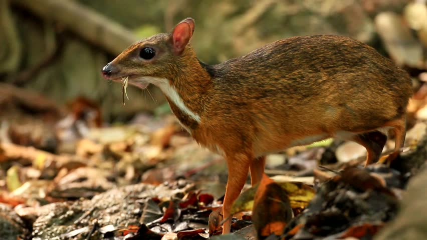 lesser-mouse-deer-stock-video-footage-4k-and-hd-video-clips