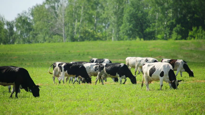 Header of Herd